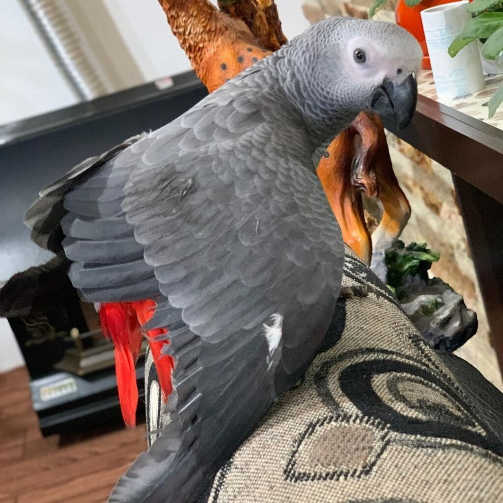 African Grey Parrots for sale