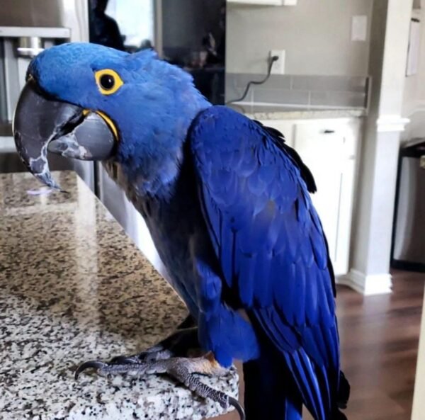 Hyacinth Macaw For Sale