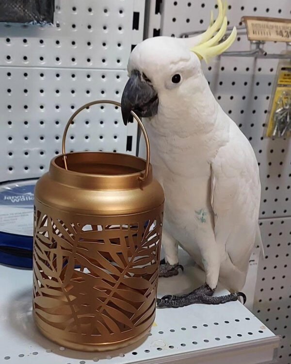 Sulphur Crested Cockatoo For Sale