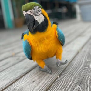 Gold Macaw For Sale