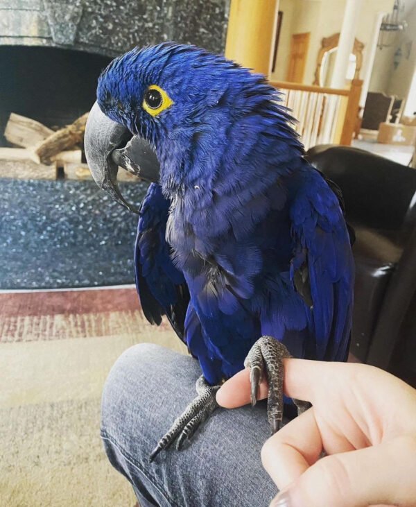 Hyacinth Macaw For Sale