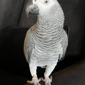 African Grey For Sale (Coco)