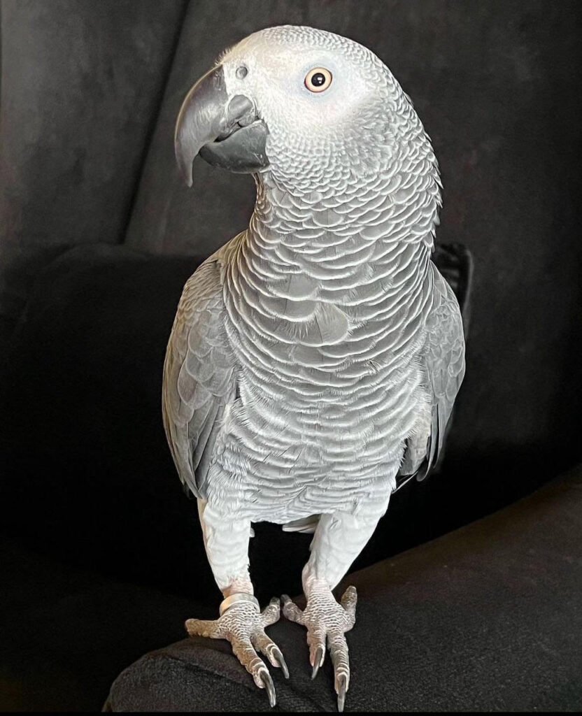 African Grey For Sale (Coco)