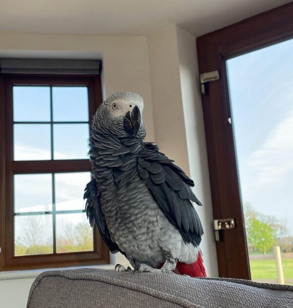 Cheap African Grey For Sale