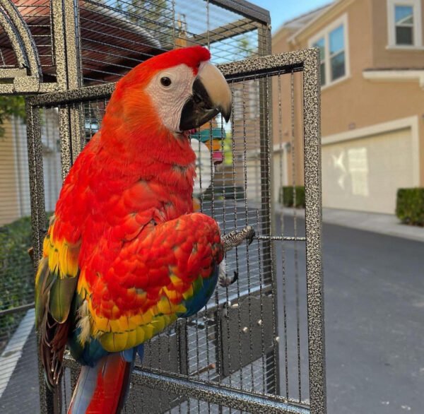 Hyacinth Macaw For Sale