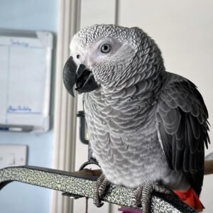 African Grey For Sale