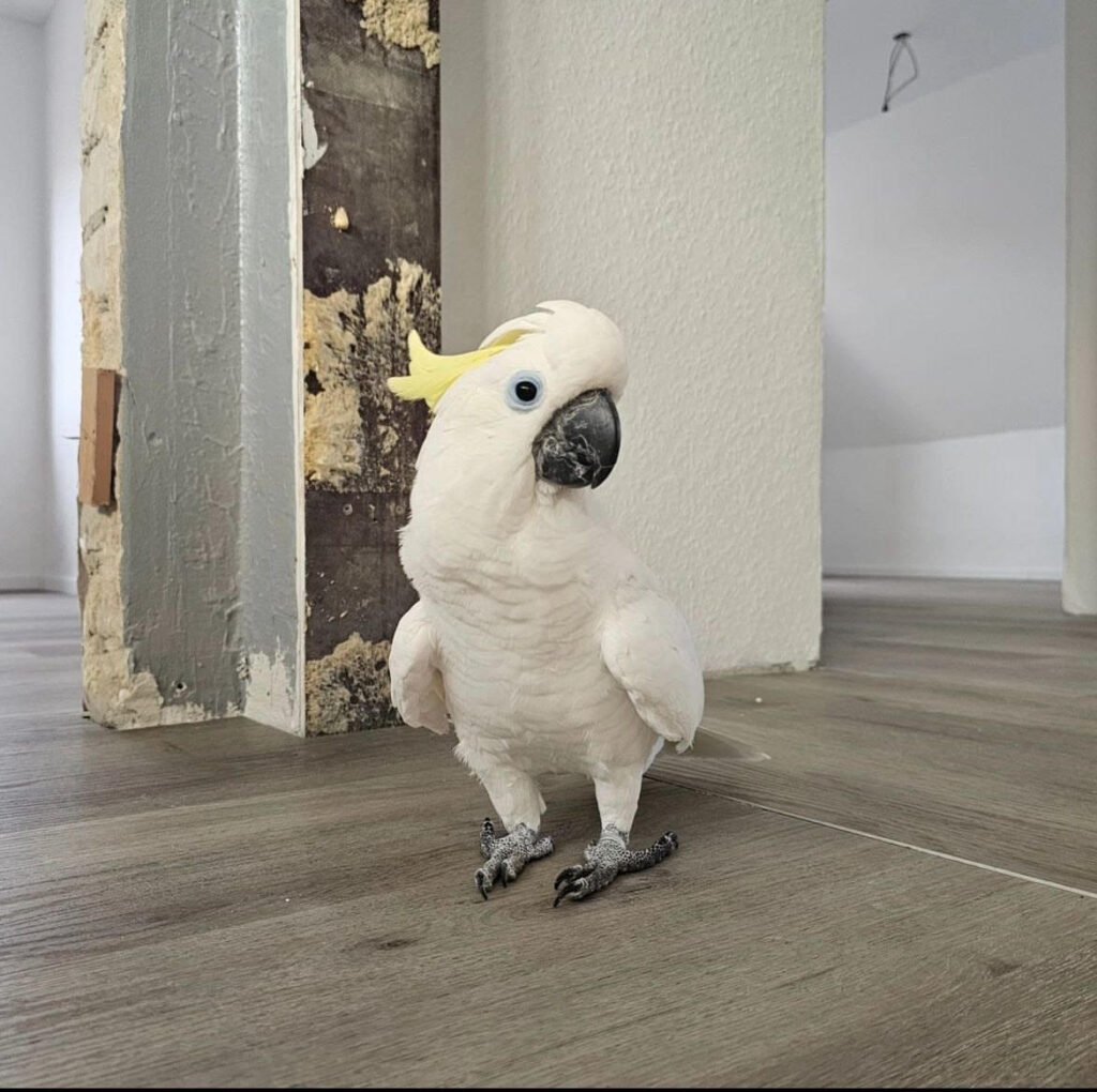 Sulphur Crested Cockatoo For Sale