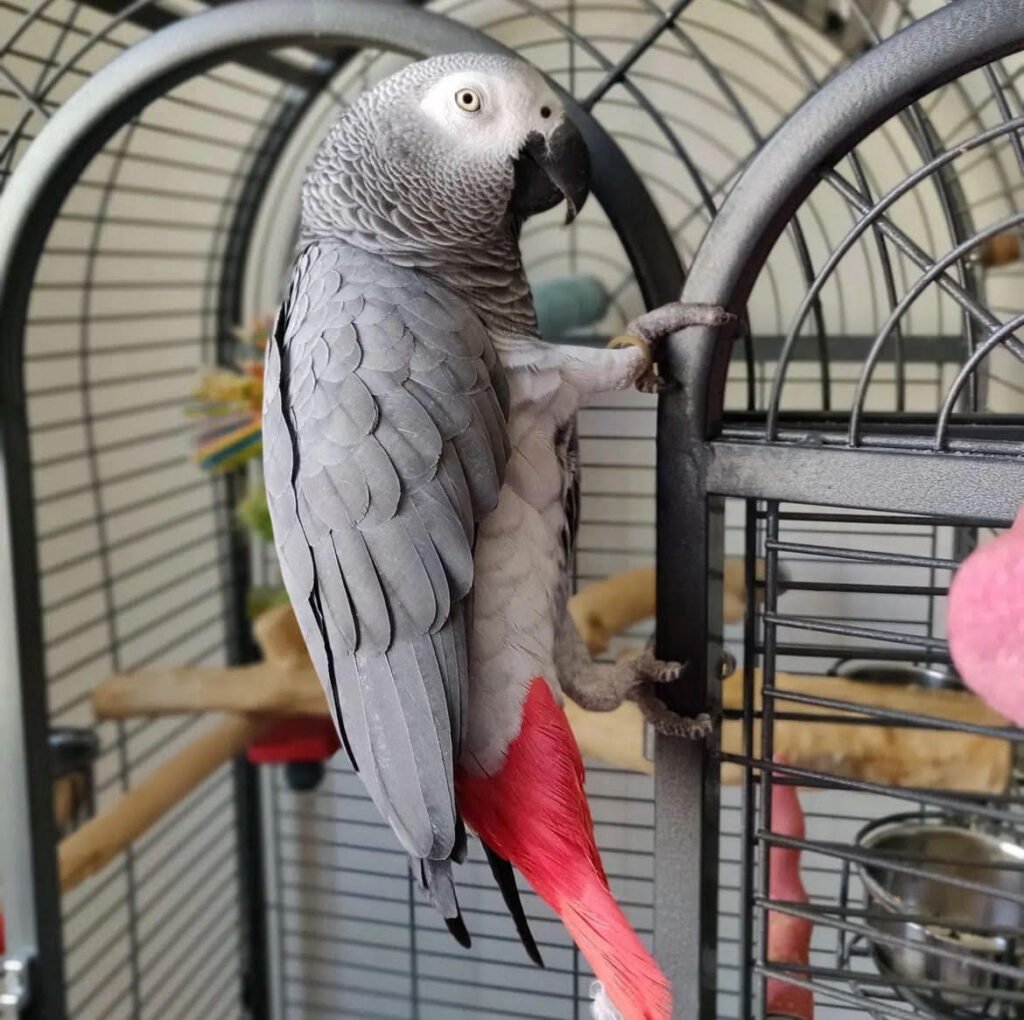 African Grey For Sale