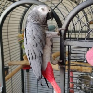 African Grey For Sale