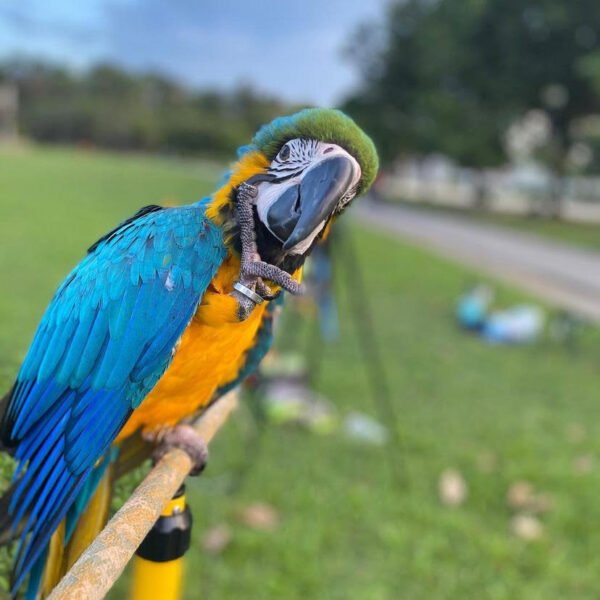 Blue Macaw For Sale