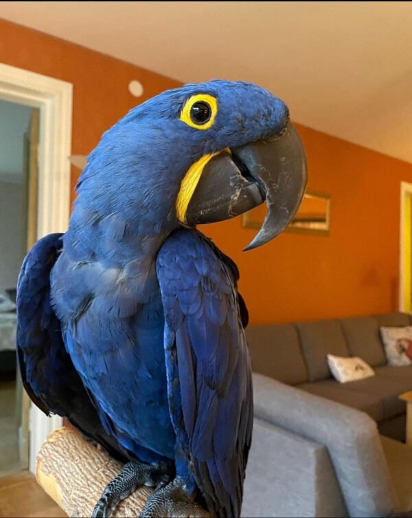 Hyacinth Macaw For Sale