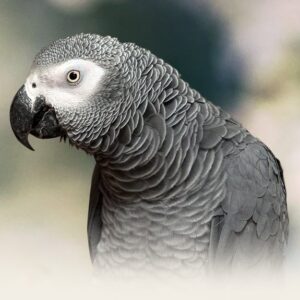 Buy African Grey Congo in uSA Online