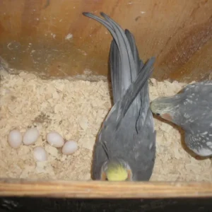 Buy Cockatiel Eggs (Fertile) – Shipped to USA, UK & Canada