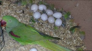 Buy Fertile Amazon Parrot Eggs – USA, Canada, UK Shipping