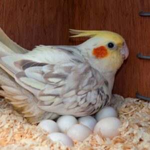 Buy Fertile Cockatoo Eggs – Shipped to USA, Canada & UK
