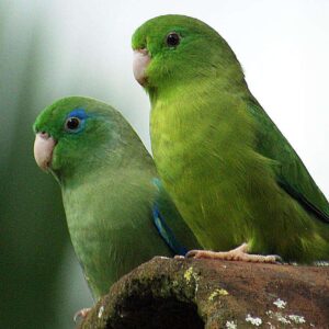 Buy Manu Parrotlet in uSA Online