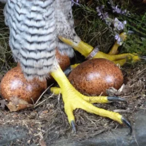 Falcon Eggs (Fertile) for Sale – Ship to USA, UK & Canada