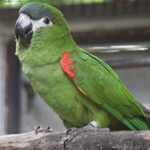 Hahns Macaw