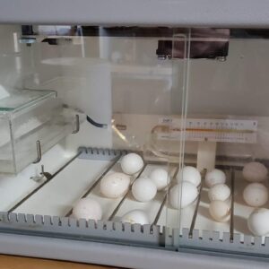 Hatch a Parrot Trial Pack - Buy Parrot Eggs & Incubator Kit