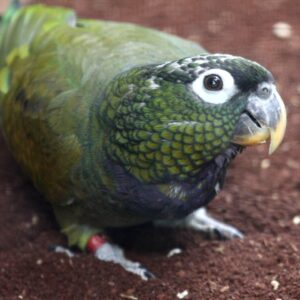 Maximilians Pionus