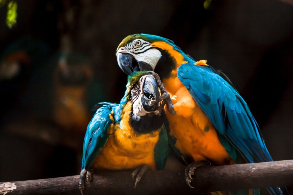 Close-up of two vibrant macaws in Salvador, Brazil, showcasing their colorful plumage.