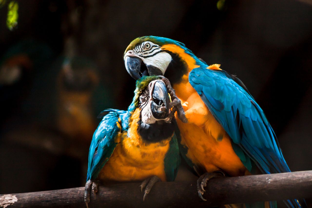 Close-up of two vibrant macaws in Salvador, Brazil, showcasing their colorful plumage.