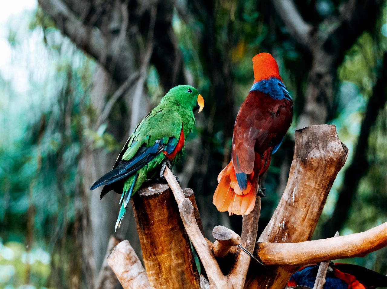 Colorful parrots resting on branches in a lush tropical setting.