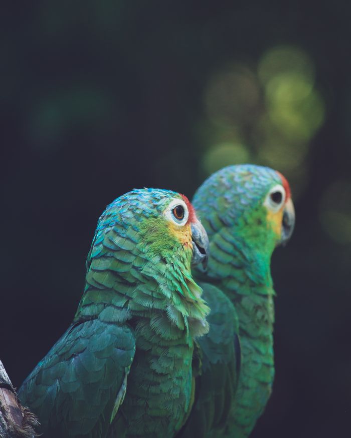 A pair of vibrant green parrots perched against a dark, natural backdrop.