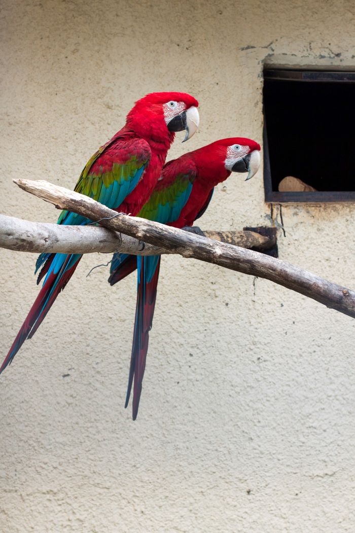Two colorful macaws perched on a branch against a building backdrop.