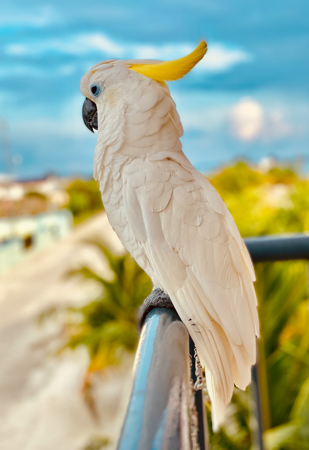 white-and-yellow-bird-on-black-metal-bar-during-daytime-iu8saqqyb0o