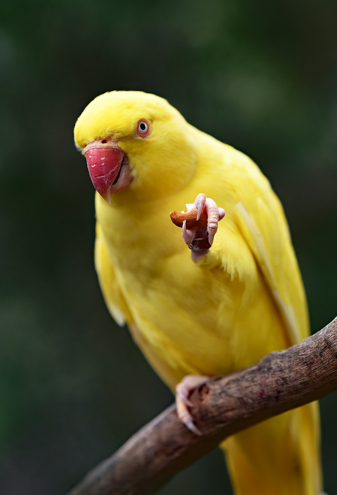 This parrot looks like it is offering to share its almond nut.